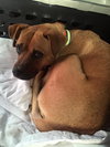 Kn Litter Gwenn (Mom) - ADOPTED 04.26.15