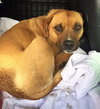 Kn Litter Gwenn (Mom) - ADOPTED 04.26.15