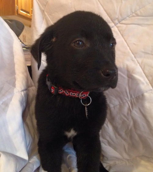Kn Litter Paxton - ADOPTED 03.29.15