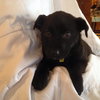 Kn Litter Zena - ADOPTED 04.09.15