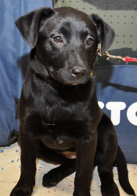 Kn Litter Zena - ADOPTED 04.09.15