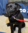 Kn Litter Zena - ADOPTED 04.09.15