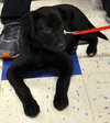 Kn Litter Zena - ADOPTED 04.09.15