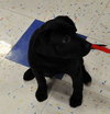 Kn Litter Zena - ADOPTED 04.09.15