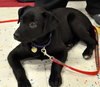 Kn Litter Zena - ADOPTED 04.09.15