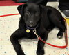 Kn Litter Zena - ADOPTED 04.09.15