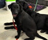 Kn Litter Zena - ADOPTED 04.09.15
