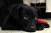 Kn Litter Zena - ADOPTED 04.09.15