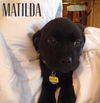 Kn Litter Matilda - ADOPTED 03.26.15