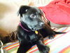 Kn Litter Matilda - ADOPTED 03.26.15