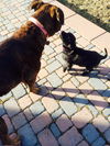 Kn Litter Matilda - ADOPTED 03.26.15