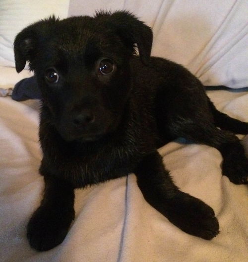 Kn Litter Matilda - ADOPTED 03.26.15