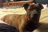 Bree - ADOPTED 05.12.15