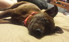 Bree - ADOPTED 05.12.15