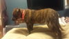 Bree - ADOPTED 05.12.15
