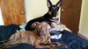 Bree - ADOPTED 05.12.15