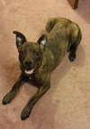 Bree - ADOPTED 05.12.15