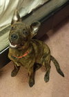 Bree - ADOPTED 05.12.15
