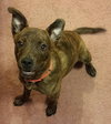 Bree - ADOPTED 05.12.15