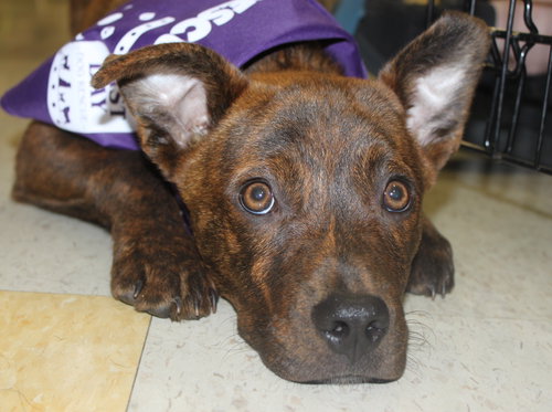 Bree - ADOPTED 05.12.15