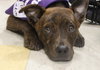 Bree - ADOPTED 05.12.15