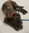Bree - ADOPTED 05.12.15