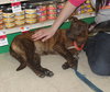 Bree - ADOPTED 05.12.15