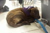 Bree - ADOPTED 05.12.15