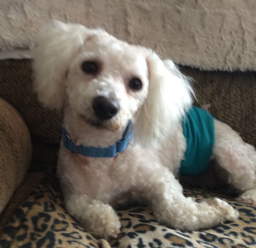 Popcorn - ADOPTED 03.27.15