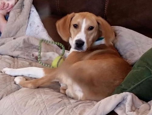 Humphrey-ADOPTED-3.20.15