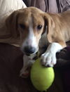 Humphrey-ADOPTED-3.20.15