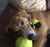 Humphrey-ADOPTED-3.20.15