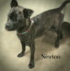 Newton - ADOPTED 10.14.17