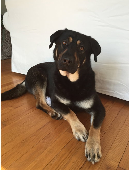 Athena - ADOPTED 04.21.18