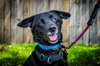 Brennen-ADOPTED-5.18.15