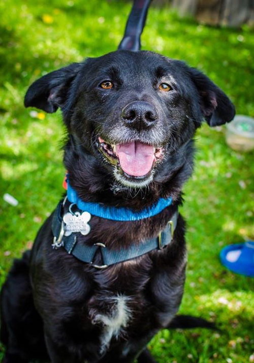 Brennen-ADOPTED-5.18.15