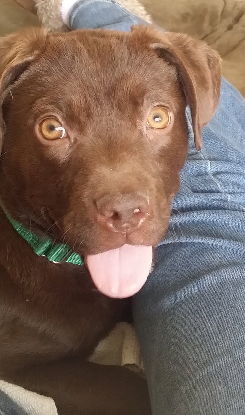 Cinnamon - ADOPTED 05.03.15