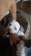 Freckles - ADOPTED 05.02.15