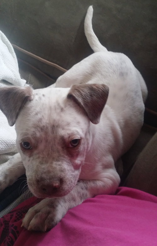 Freckles - ADOPTED 05.02.15