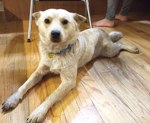 Franklin-ADOPTED-4.15.15