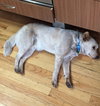 Franklin-ADOPTED-4.15.15