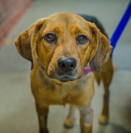 Amelia Bedilia-ADOPTED-4.26.15