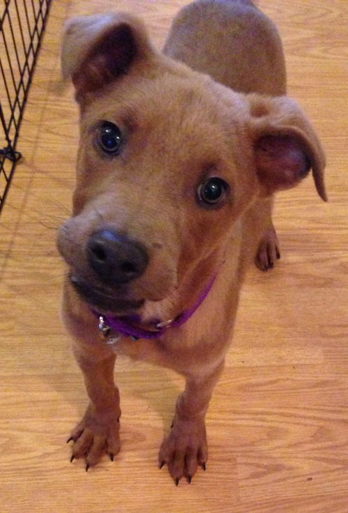 Fettuccine - ADOPTED 04.14.15