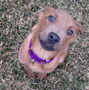 Fettuccine - ADOPTED 04.14.15