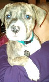 Mn Litter Rocket - ADOPTED 04.21.15