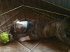 Mn Litter Rocket - ADOPTED 04.21.15