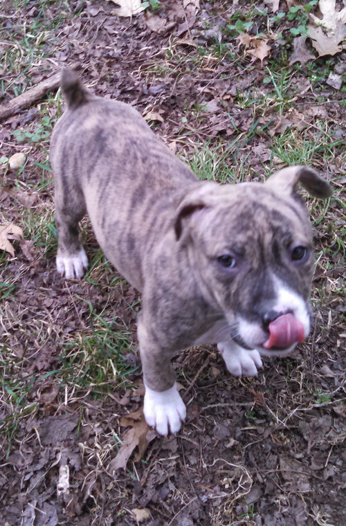 Mn Litter Rocket - ADOPTED 04.21.15