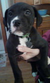 Mn Litter Arbor - ADOPTED 04.18.15