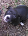 Mn Litter Arbor - ADOPTED 04.18.15