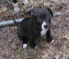 Mn Litter Arbor - ADOPTED 04.18.15